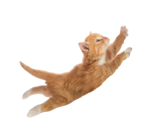 orange cat jumping